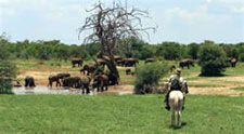 Zimbabwe-Hwange Park-Hwange Big Five Safari